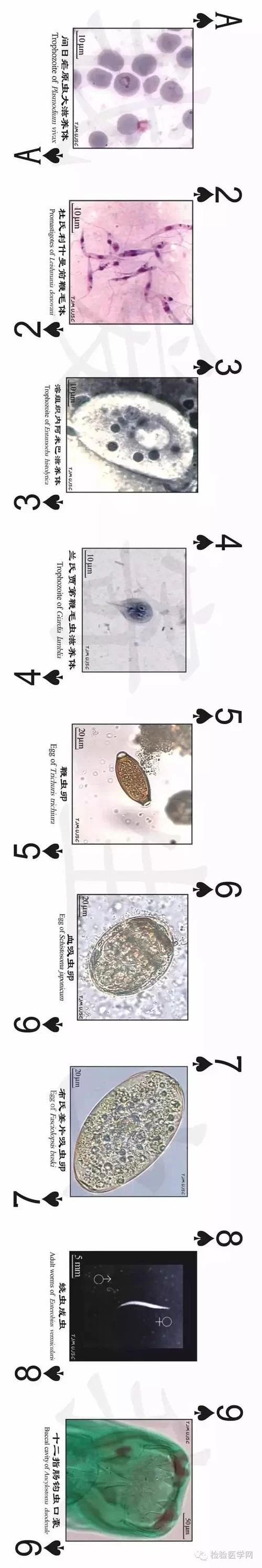 内部寄生虫更新地址常见问题 一键解决指南