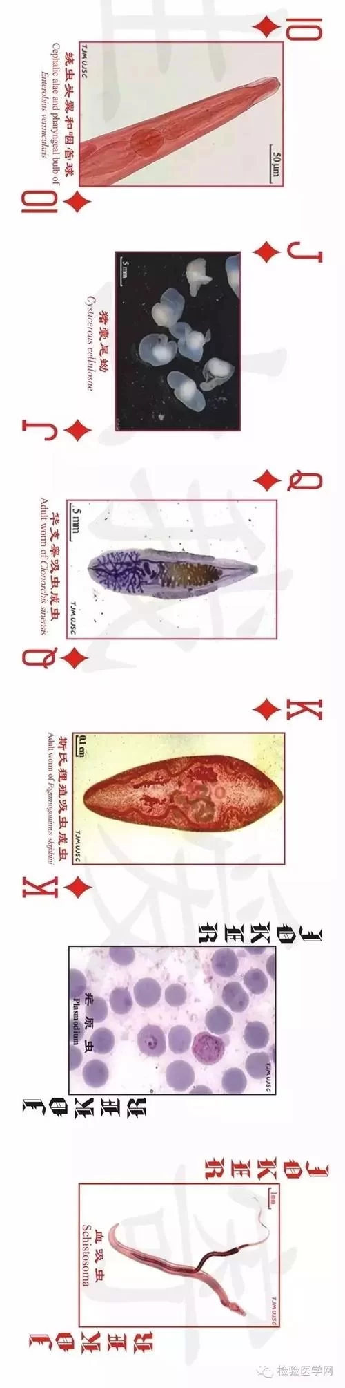 内部寄生虫更新地址常见问题 一键解决指南