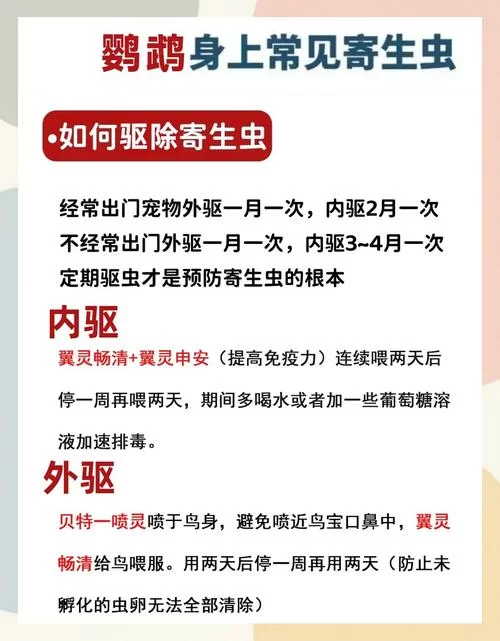 内部寄生虫更新地址常见问题 一键解决指南