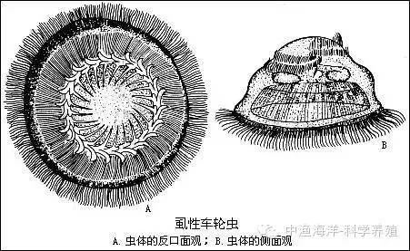 内部寄生虫更新地址常见问题 一键解决指南