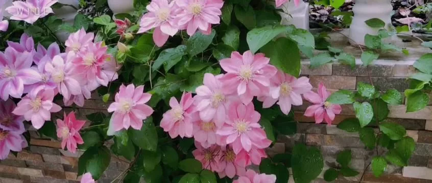 夏日芬芳最新版本有哪些升级功能值得期待