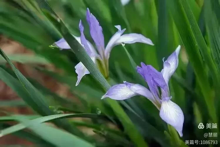 夏日芬芳最新版本有哪些升级功能值得期待