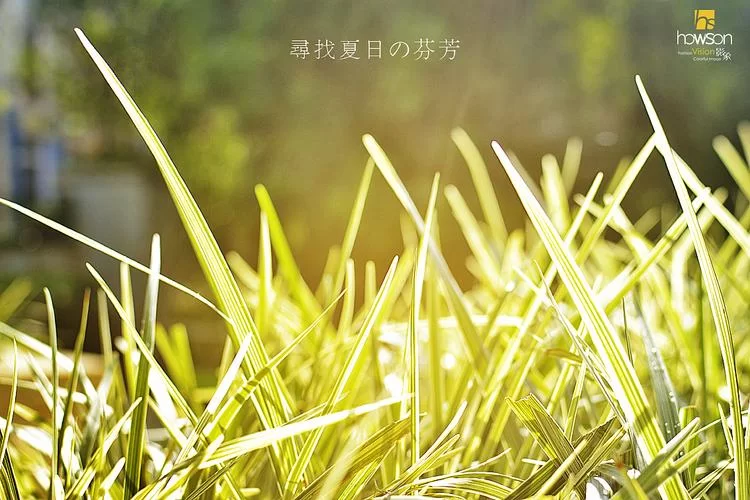 夏日芬芳最新版本有哪些升级功能值得期待