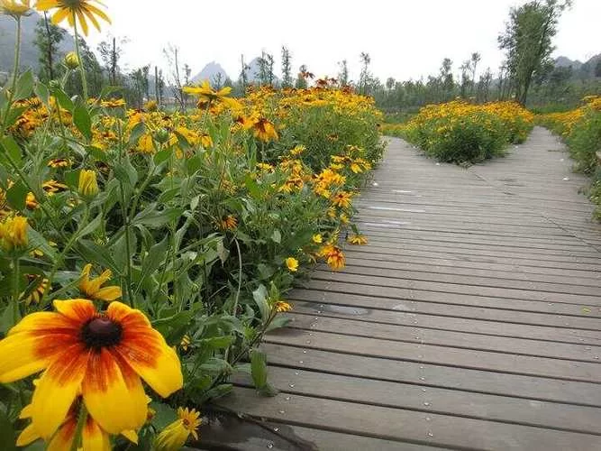 夏日芬芳最新版本有哪些升级功能值得期待