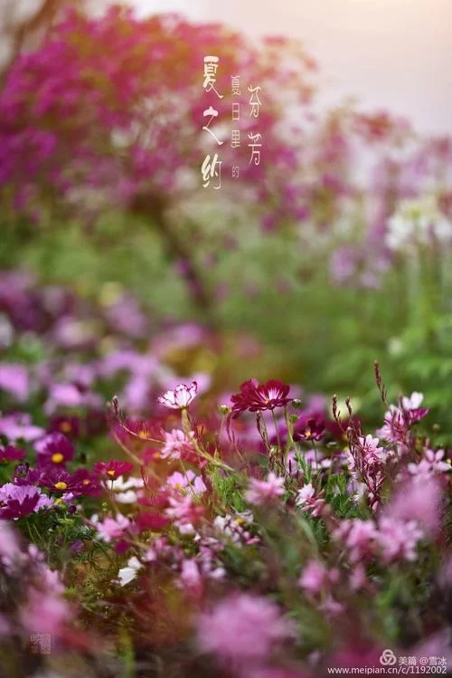 夏日芬芳最新版本有哪些升级功能值得期待