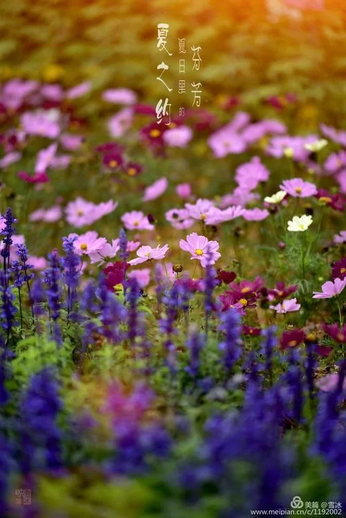 夏日芬芳最新版本有哪些升级功能值得期待