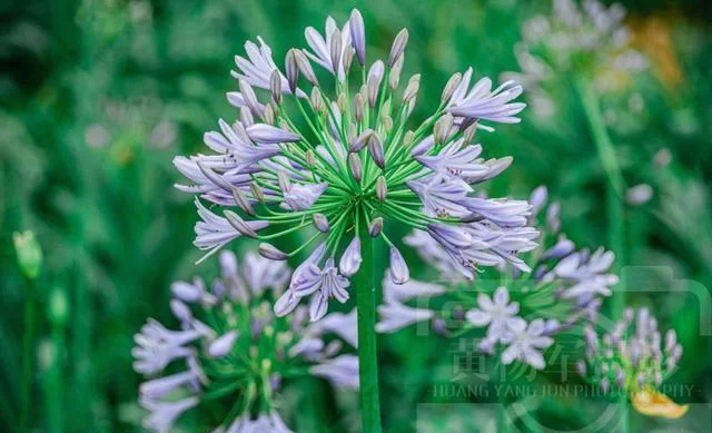 夏日芬芳最新版本有哪些升级功能值得期待