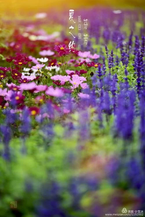 夏日芬芳最新版本有哪些升级功能值得期待