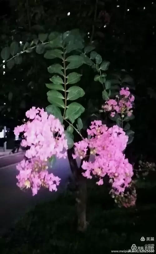 夜幕之花安卓手机能玩吗 配置要求与适配机型