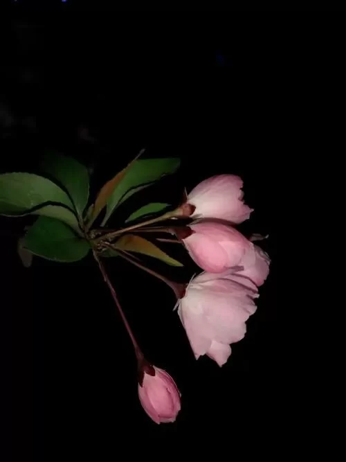 夜幕之花安卓手机能玩吗 配置要求与适配机型
