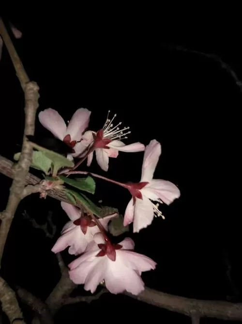 夜幕之花安卓手机能玩吗 配置要求与适配机型