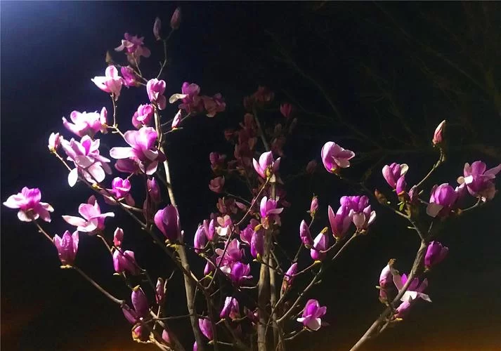 夜幕之花最新一集更新啦 快来追剧吧