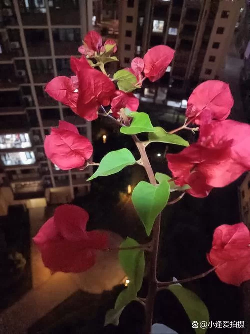 夜幕之花最新一集更新啦 快来追剧吧