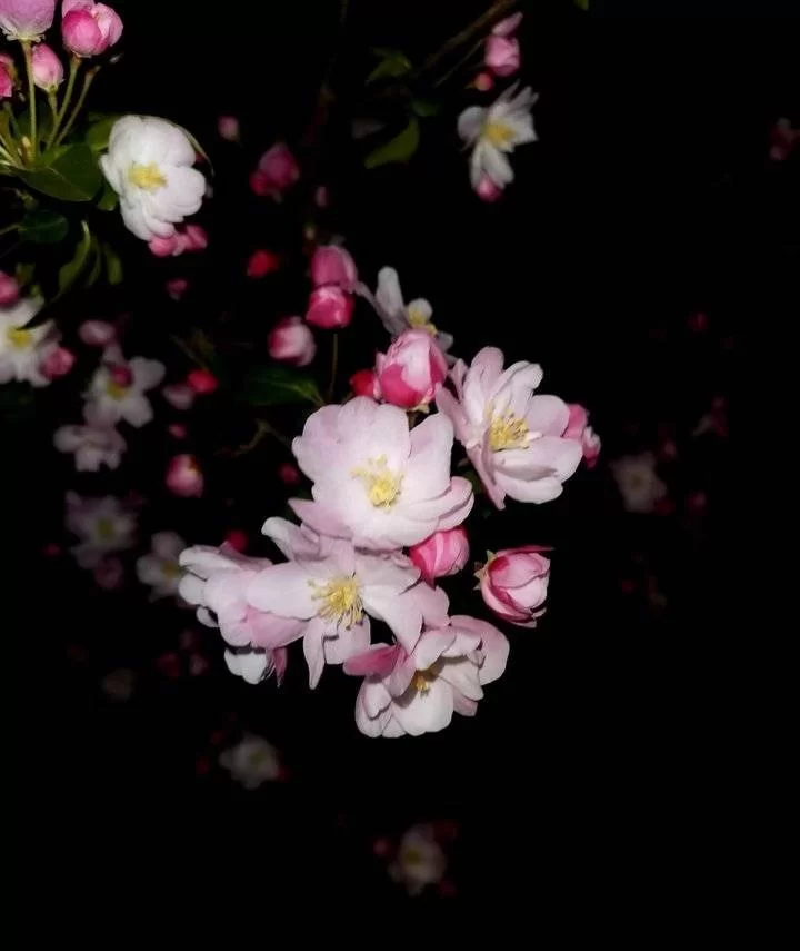 夜幕之花最新一集更新啦 快来追剧吧