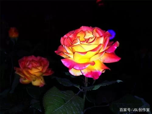 夜幕之花最新一集更新啦 快来追剧吧