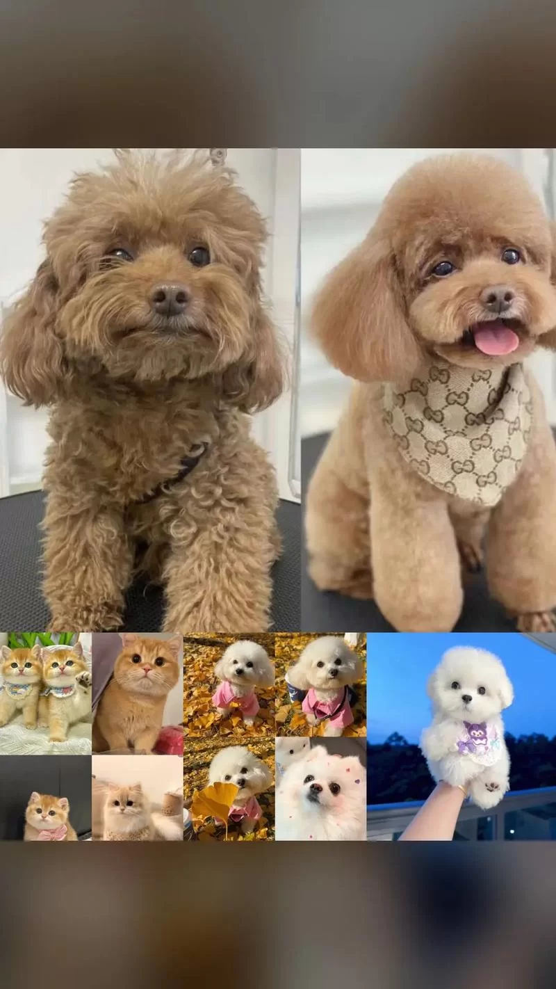 好色小姨官方网站最新内容更新精彩不容错过