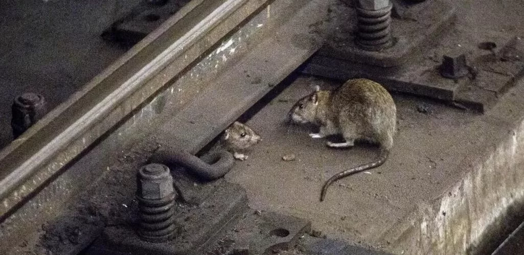 想下载隧道逃生番外篇 看这篇教程就够了 想下载隧道逃生番外篇 看这篇教程就够了