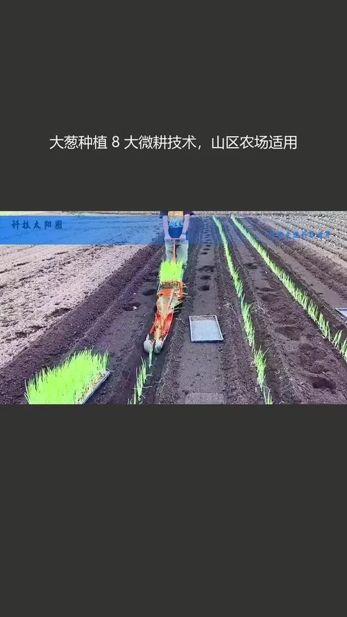 我的播种农场官网最新种植技巧大公开