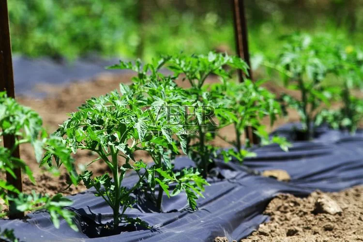 我的播种农场官网最新种植技巧大公开