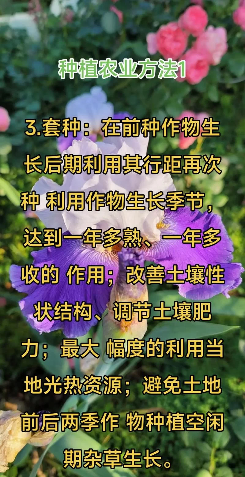 我的播种农场最新技巧大全 让你种田更高效