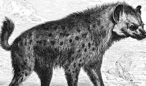 捕获未知生物版本大全新手入门指南与教程