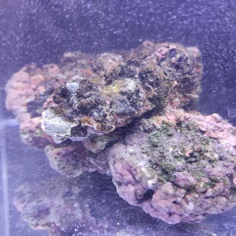 捕获未知生物版本大全新手入门指南与教程 捕获未知生物版本大全新手入门指南与教程