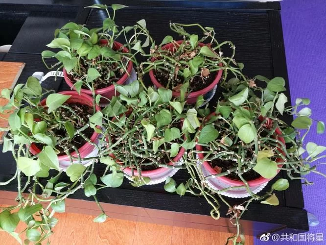 木里人鱼汉化版最新更新内容盘点 优化修复一览