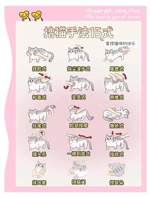 猫研社安卓版下载教程 手把手教你玩转猫咪收集
