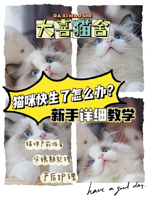 猫研社安卓版下载教程 手把手教你玩转猫咪收集