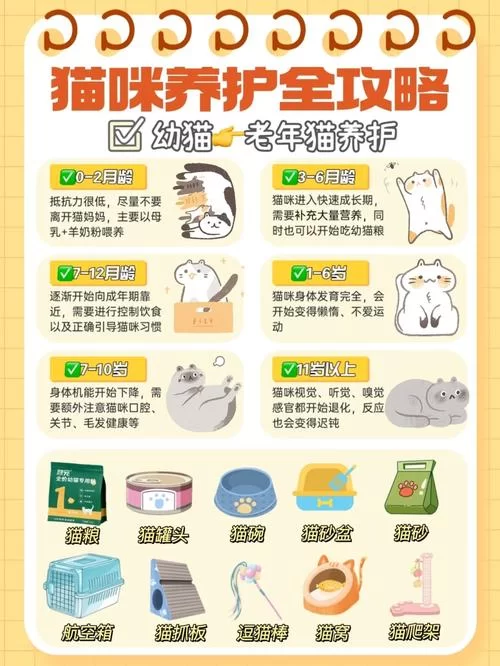 猫研社最新指南 如何科学喂养你的爱猫全攻略
