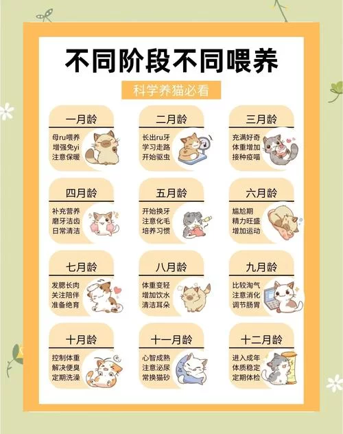 猫研社最新指南 如何科学喂养你的爱猫全攻略