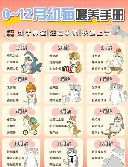 猫研社最新指南 如何科学喂养你的爱猫全攻略