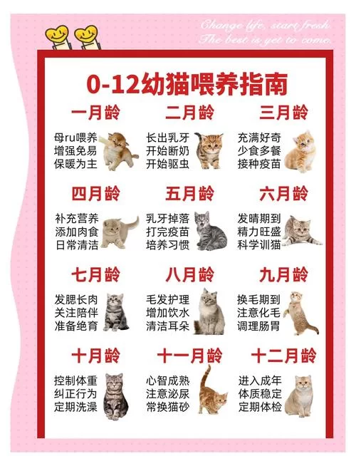 猫研社最新指南 如何科学喂养你的爱猫全攻略