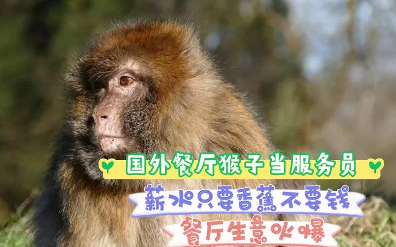 猴子生意游戏攻略指南 高效经营技巧大公开