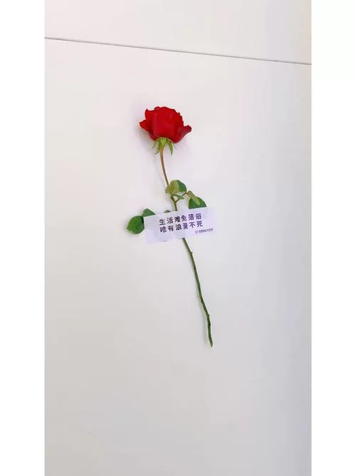 玫瑰行动最新情报来了这次行动将影响所有人