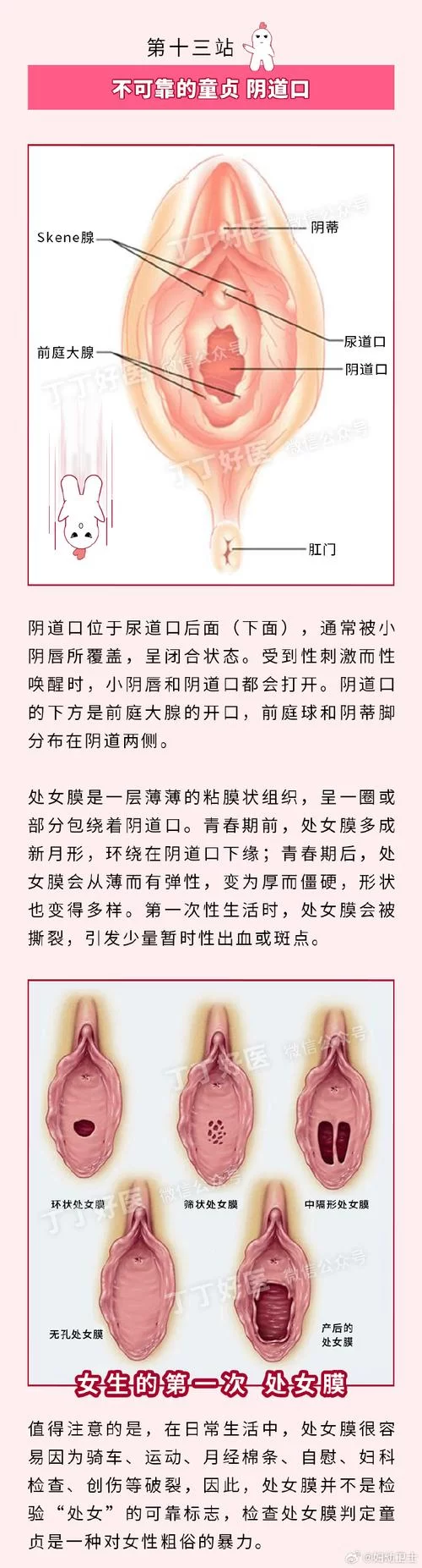 生殖活動学院安卓汉化版功能全面解析