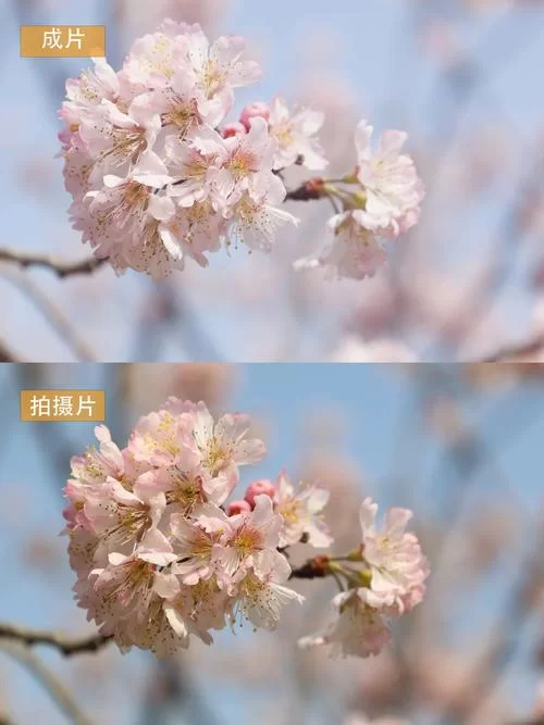 红樱花馆下载地址怎么找 简单三步轻松搞定
