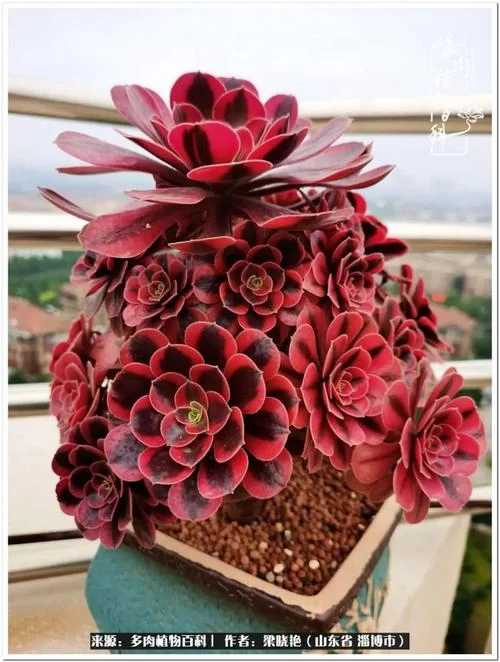 红色面纱游戏攻略指南 角色培养与装备选择