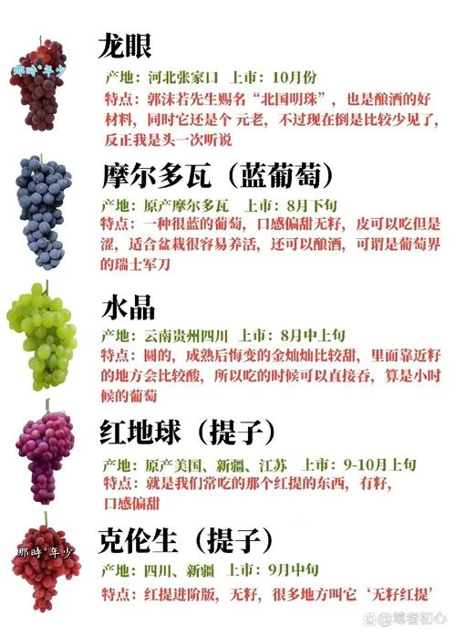 葡萄成熟时最新采摘攻略与美味吃法推荐