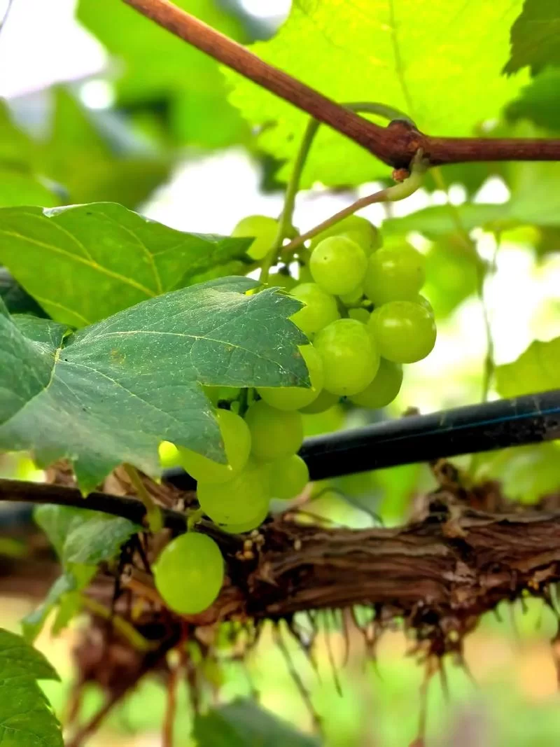 葡萄成熟时最新采摘攻略与美味吃法推荐