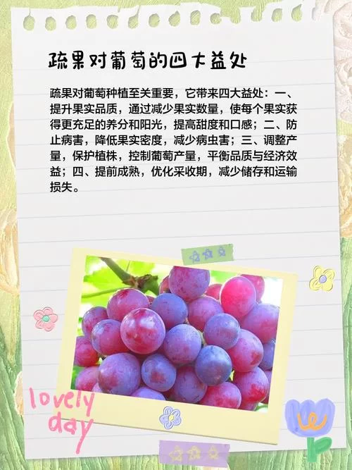葡萄成熟时最新采摘攻略与美味吃法推荐