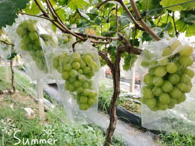 葡萄成熟时最新采摘攻略与美味吃法推荐