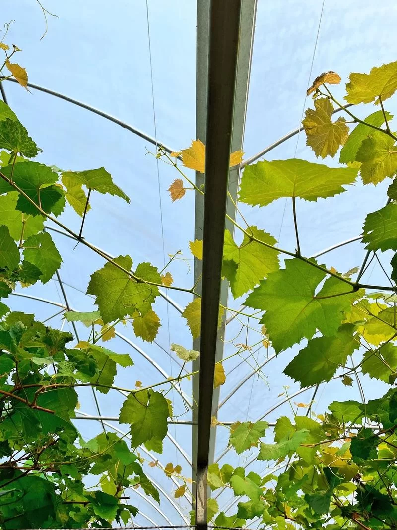 葡萄成熟时最新采摘攻略与美味吃法推荐