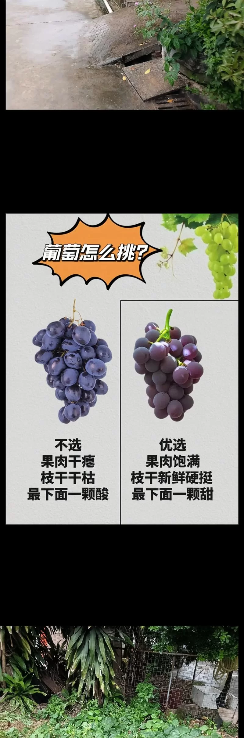 葡萄成熟时最新采摘攻略与美味吃法推荐