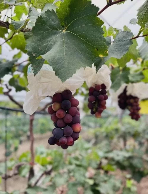 葡萄成熟时最新采摘攻略与美味吃法推荐