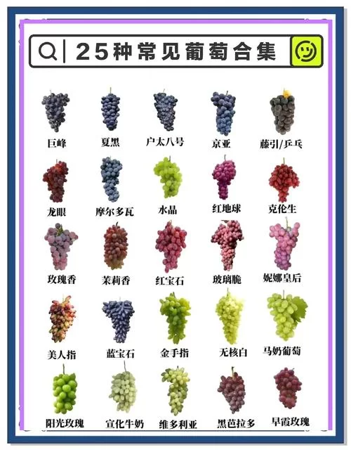 葡萄成熟时游戏攻略教你快速升级拿高分