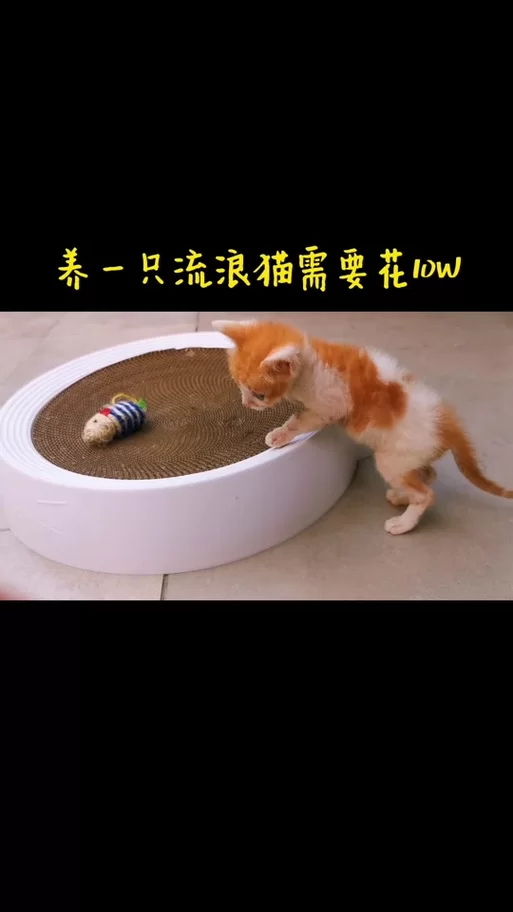 野猫官网下载安装教程一看就会超简单