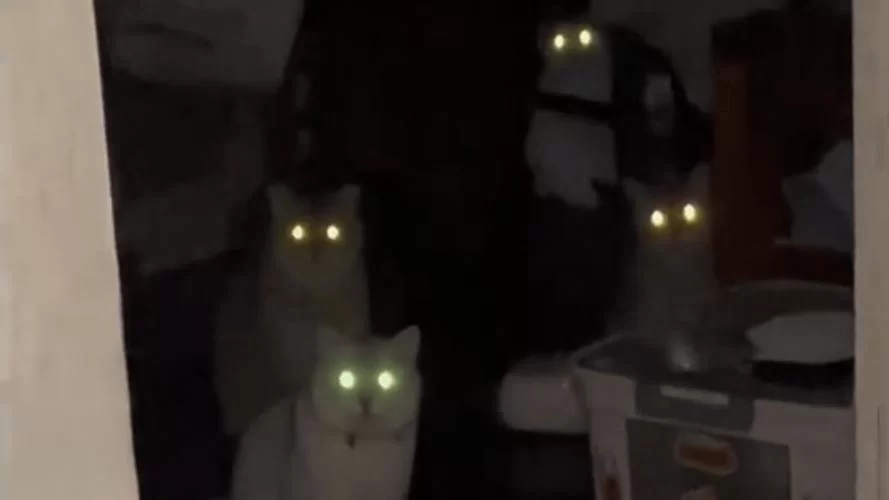 野猫官网下载安装教程一看就会超简单