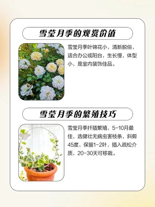 雪月花V1.5官网用户评价与真实体验分享
