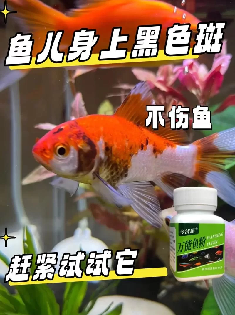 鱼筱官方网站常见问题解答一站式解决你的疑惑